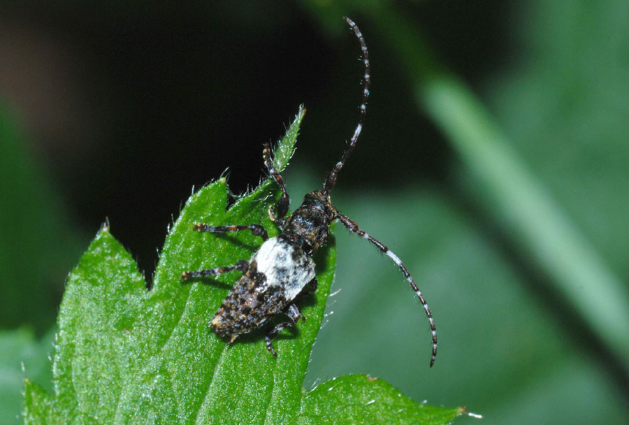 Cerambycidae da conf: Pogonocherus hispidulus